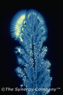 Kirlian Image